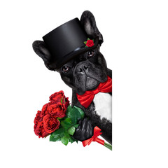 valentines groom dog