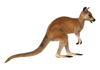 Red Kangaroo