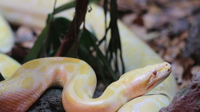 Golden Thai Python (Python bivittatus) snake