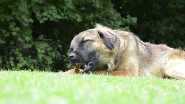 Hund mit Kauknochen