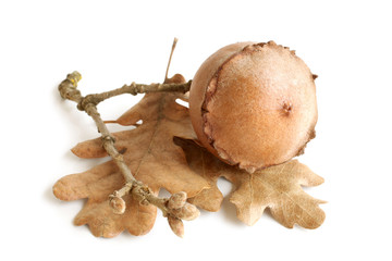 Dried nut with leaves