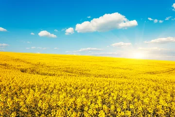 Fototapeten Frühling field  © Leonid Tit