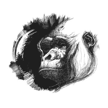 Ape head logo in black and white.