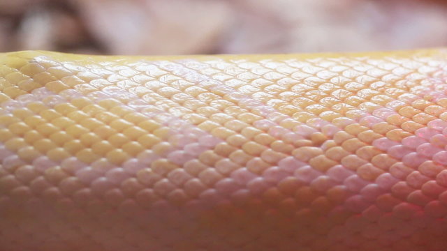 Close up Golden Thai Python (Python bivittatus) snake skin.