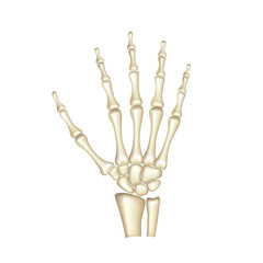 Human hand bones anatomy isolated on white vector