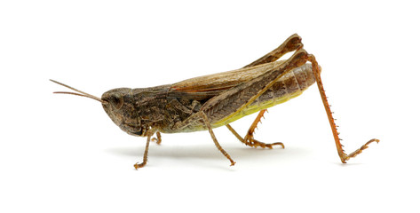 grasshopper