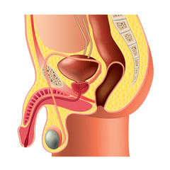 Male reproductive system anatomy isolated vector