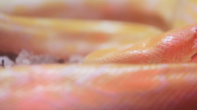 Golden Thai Python (Python bivittatus) snake