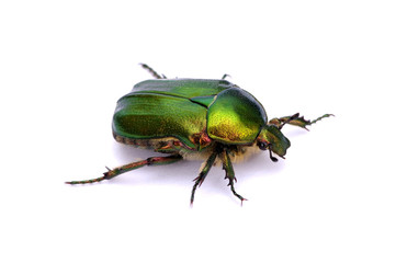 Green beetle