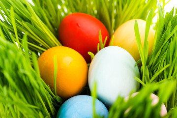 Easter eggs on green grass