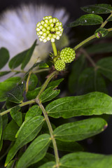 Obraz premium plants