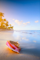 Obraz na płótnie Canvas art Shell on the tropical beach