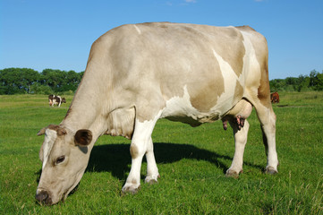 Cow