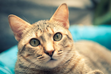 Fototapeta na wymiar closeup of a cute kitten