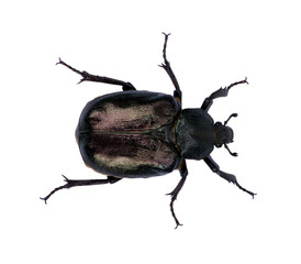 black beetle