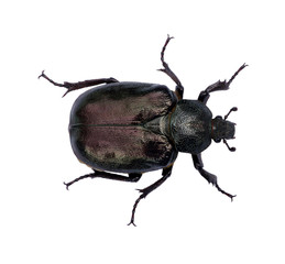black beetle