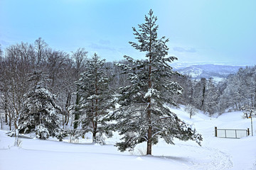 Winter im Wald