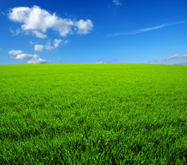 Fototapeta premium field