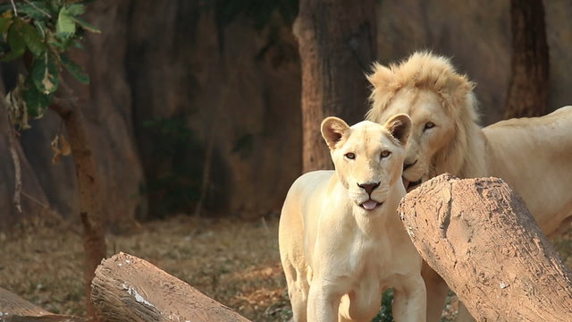 White lion (Panthera leo), lioness are playful.