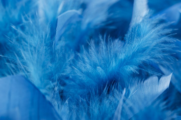 a blue background whit feathers