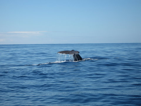 Abgetauch - Wal beim abtauchen
