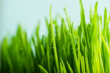 Fototapeta na wymiar close up of nature fresh green grass with dews drop