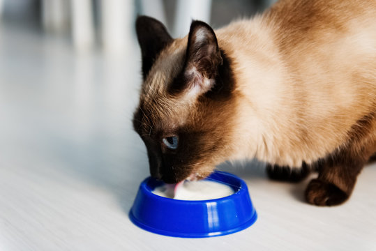 domestic cat drinking milk
