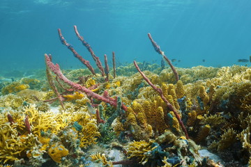 Naklejka na ściany i meble Colorful Caribbean coral reef underwater in Panama