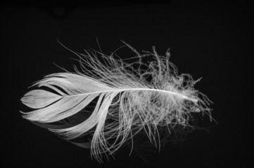 Feather close-up