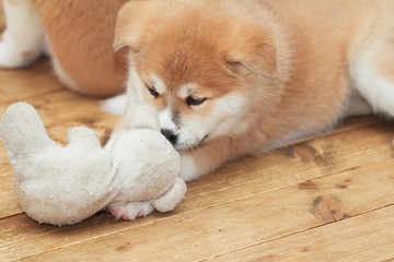 Two months old Japanese akita-inu puppy playing with toy friend