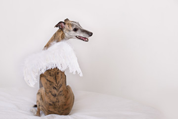 hound dog in angel wings