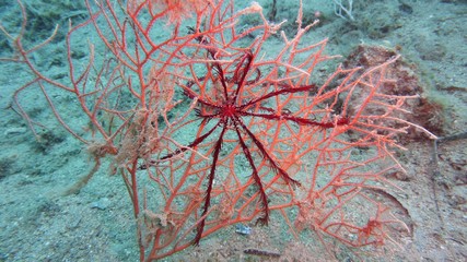 Stella Crinoide