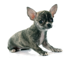 puppy chihuahua