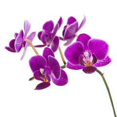 Fototapeta na wymiar Blooming twig of purple orchid isolated on white background.