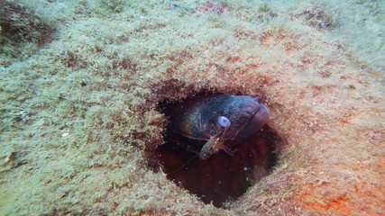 Murena