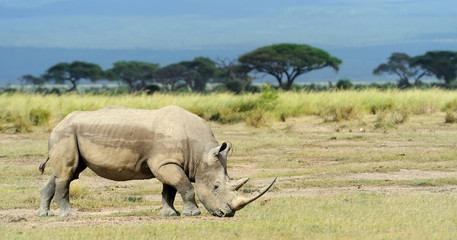 Naklejka premium Rhino