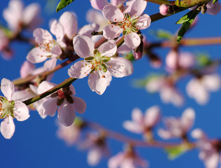 pink blossom