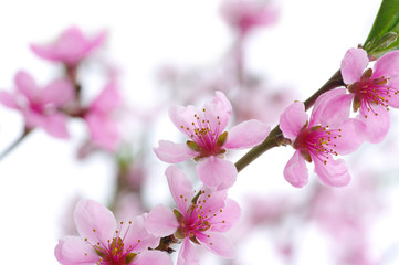 pink blossoms
