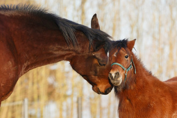 Pony schmust mit Pferd
