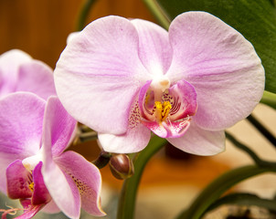 Naklejka na ściany i meble pink Orchids