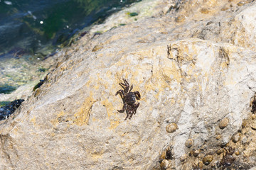Little Crab on th rock