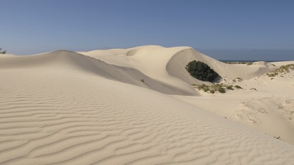 Dunes at Eucla, Nullarbor, Western Australia