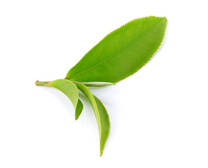 Obraz premium tea leaf isolated on white background