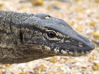 Guana Lucky Bay, Cape Le Grand NP, West Australia