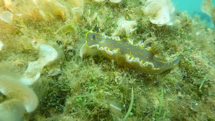 Nudibranco