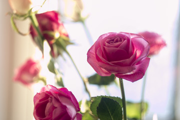 Розы на окне