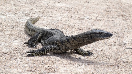 Guana Lucky Bay, Cape Le Grand NP, West Australia