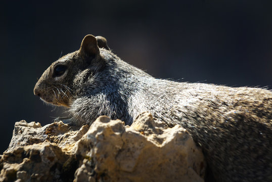 Hörnchen im Crand Canyon, USA