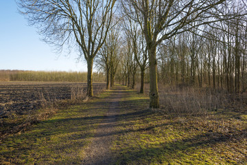 Row of trees along a field in winter