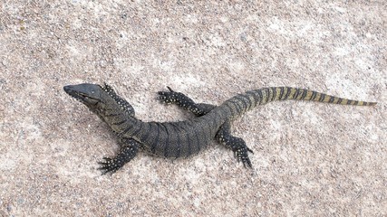 Guana Lucky Bay, Cape Le Grand NP, West Australia